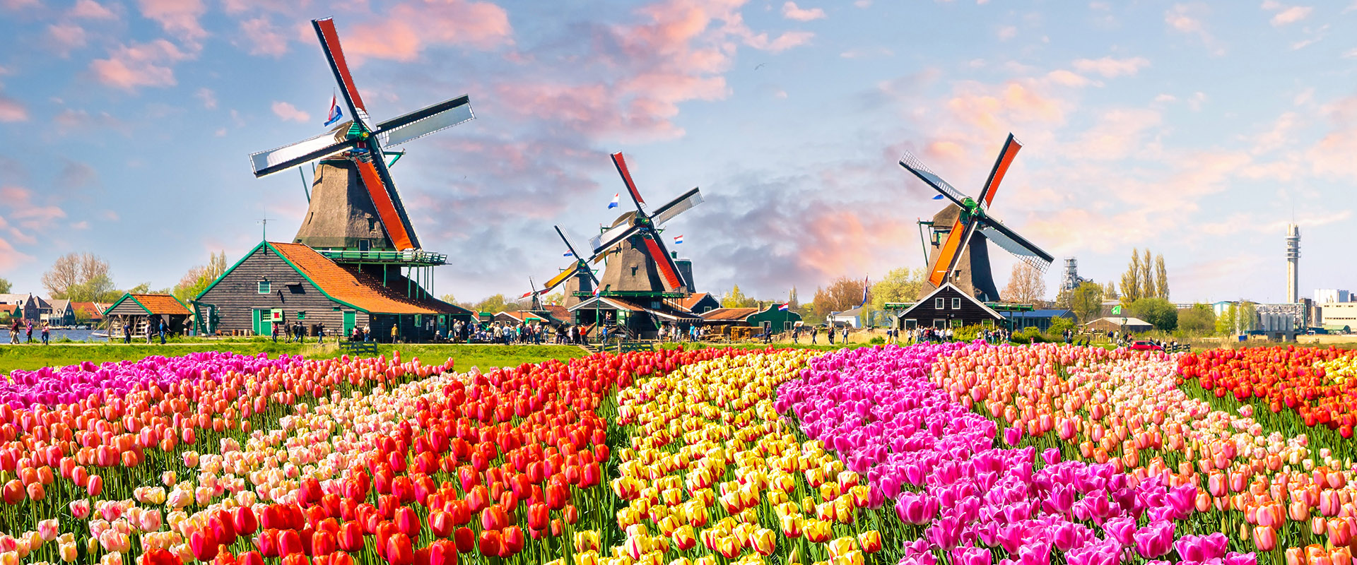 Amsterdam-Tulips-Windmills-1-curated Amsterdam
